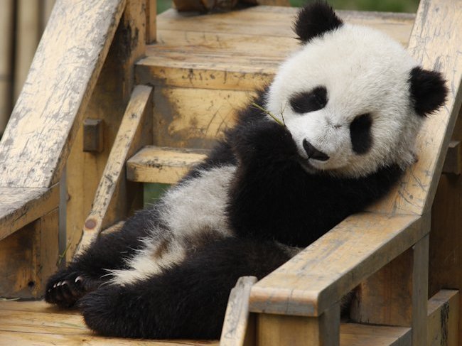 Shangri-La Hotels and Resorts' Care for Panda Project Launches in China