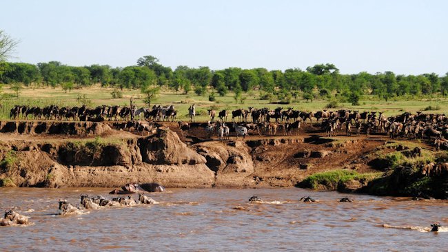 New App Allows You To Track Africa's Great Migration in Real Time