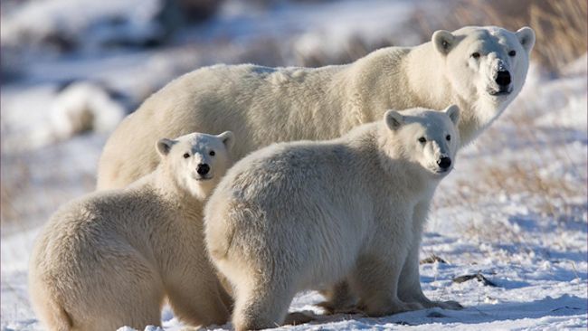 Go on the Ultimate Polar Bear Adventure Sweepstakes Courtesy of BBC & Tauck