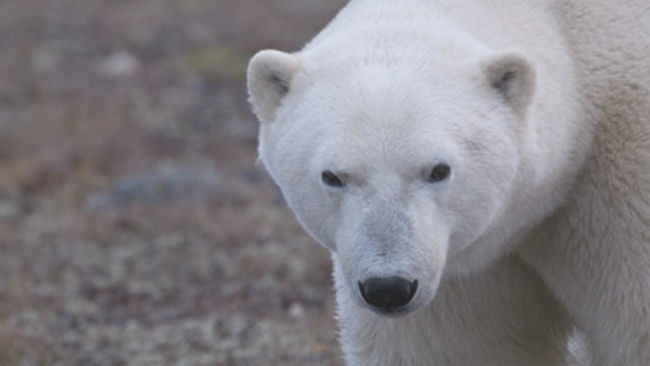 Polar Bear Town: New Smithsonian Channel Docu-series