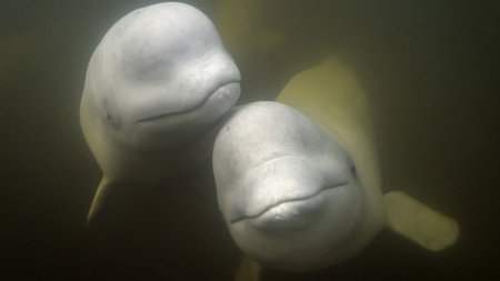 Summer Spectacle: World's Largest Beluga Whale Migration in Manitoba, Canada