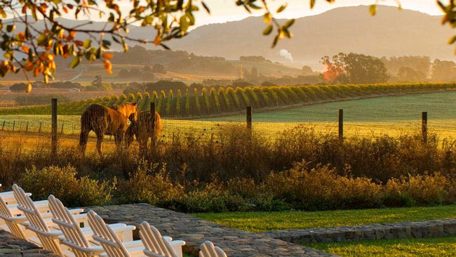 The Famous Wine Regions of Sonoma County California