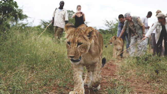 Tauck Guests To Walk With Lions On New Safari