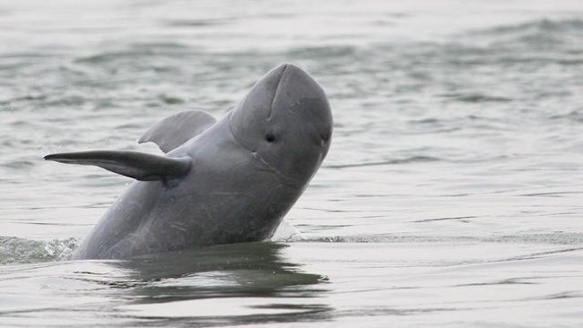 Pandaw River Expeditions Launches 10-night Mekong Sailings for Spotting Rare Irrawaddy Dolphin