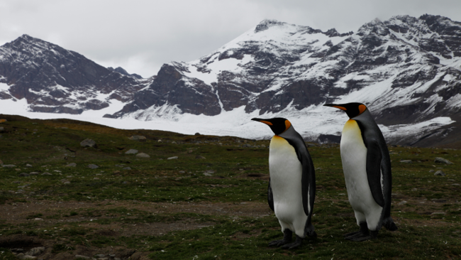 Abercrombie & Kent Expands Cruise Offerings in Antarctica and the Arctic