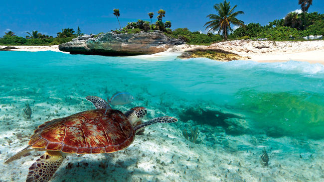New Hawksbill Turtle Experience at Jumby Bay, A Rosewood Resort - Antigua