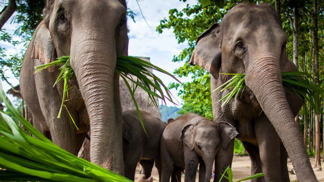 Get Back To Nature With The St. Regis Bangkok’s Elephants World Sanctuary Aficionado Package