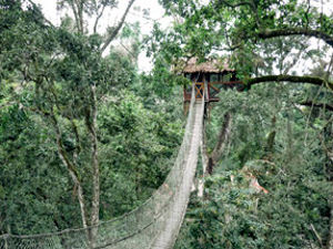 Inkaterra Debuts Luxury Tree House 90 Feet Above Peruvian Amazon
