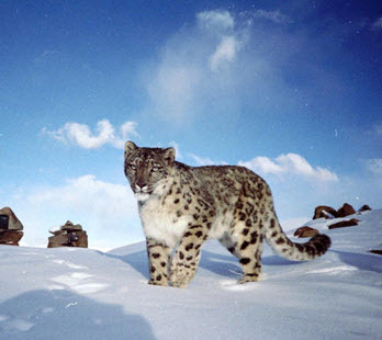 See and Help Save the Snow Leopard in Ladakh