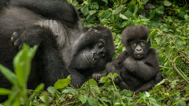 Ultra Luxury Travelers Can Now Visit Rwanda with One&Only Nature Resorts