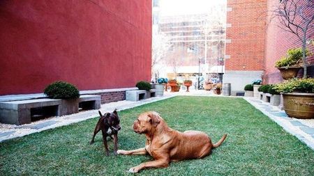 New York's Soho Grand Hotel Unleashes Dog Park