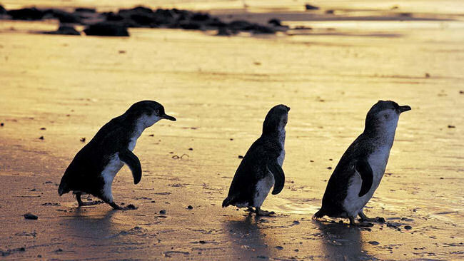 Australia's Famous Phillip Island Celebrates World Penguin Day April 25