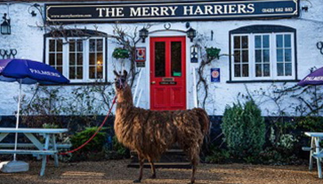 Peter de Savary’s Merry Harriers - The UK's first Llama Trekking Inn 