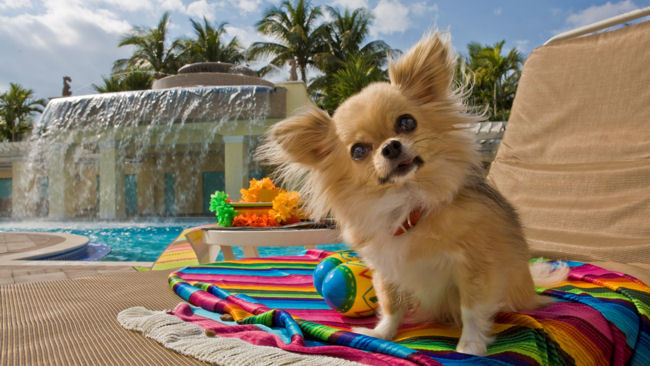 Jet Set Pet: Travel Journalist and Her Pampered Pooch Find the Pet-Friendliest Places