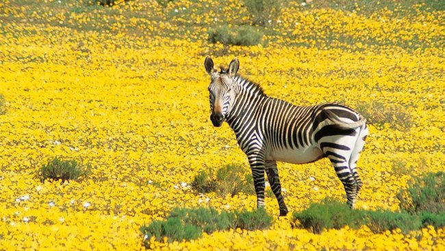 Discover South Africa's Spring Flower Season at Bushmans Kloof