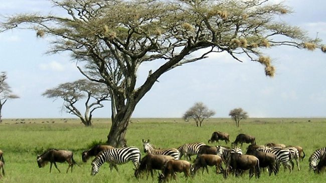 An Insiders' Guide to Serengeti National Park