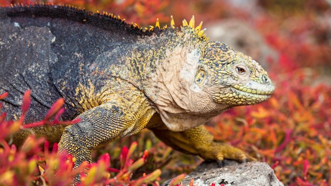 International Expeditions Offers Spring Travelers $1,000 Off On May 30 Galapagos Cruise