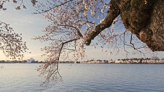 Celebrate Cherry Blossom Season Year-Round at Mandarin Oriental, Washington DC