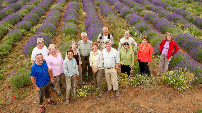 Country Walkers Introduces Lavender in Provence Tour