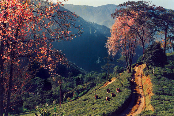 Glenburn Tea Estate - Darjeeling, India - Luxury Country Manor-slide-2