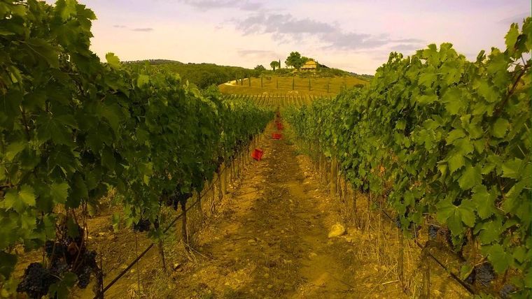 Conti di San Bonifacio Wine Resort - Ribolla, Italy-slide-12