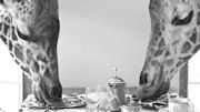 Extraordinary Journeys Offers Million Dollar Safari