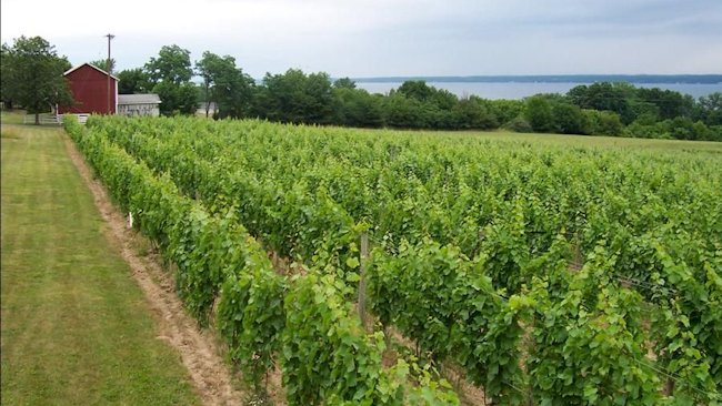 Finger Lakes vineyard