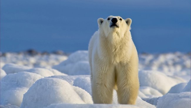 Churchill Wild Polar Bear Adventures