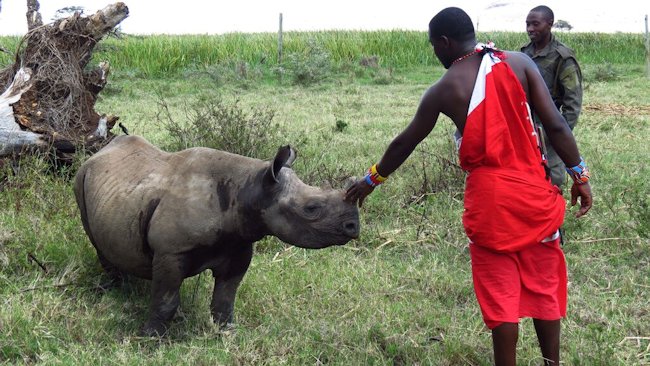 baby rhino on African safari