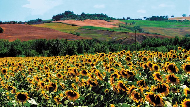 Abercrombie & Kent Tuscany sunflowers