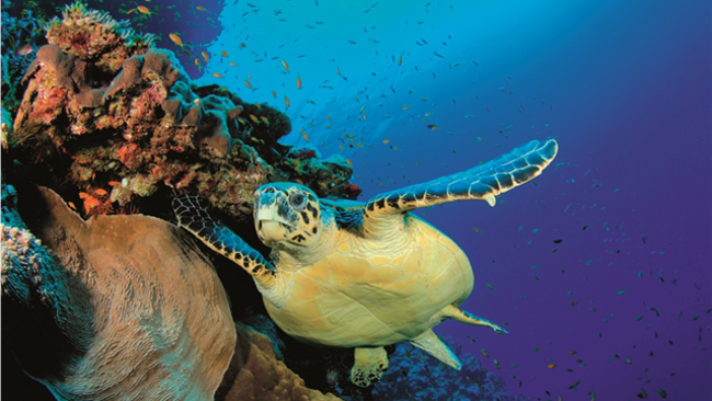 cayman turtle