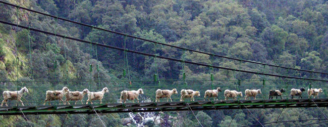 Shakti Himalaya sheep