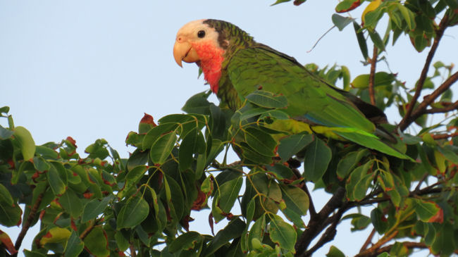 Abaco parrot