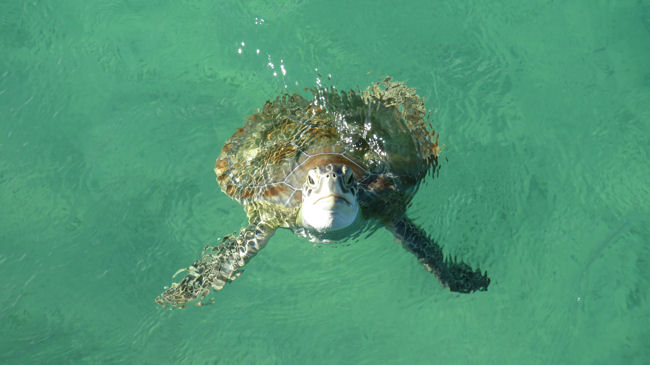 Abaco turtle