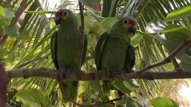 Calala Island parrots