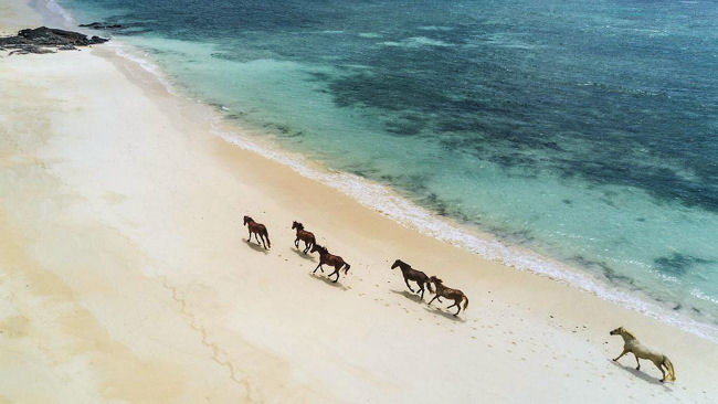 Turtle Island Horses on Beach
