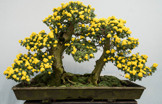 Nagoya chrysanthemum bonsai