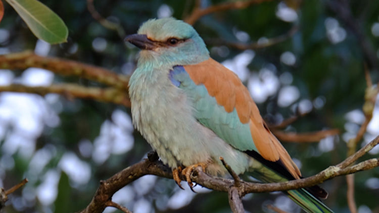 Dulini River lodge bird