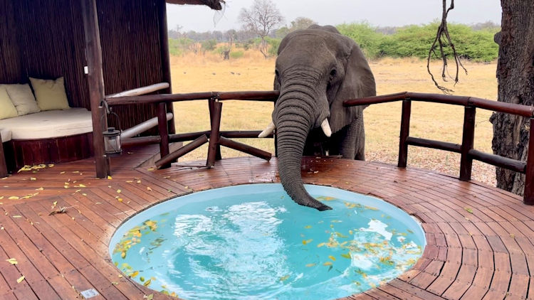 elephant drinking from hot tub