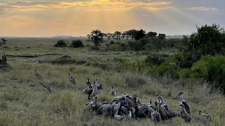 Serengeti Migration trip