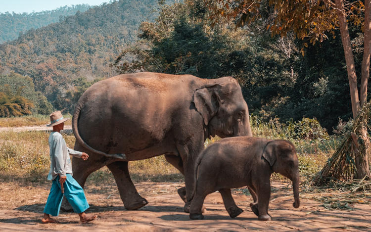 Chiang Mai elephants