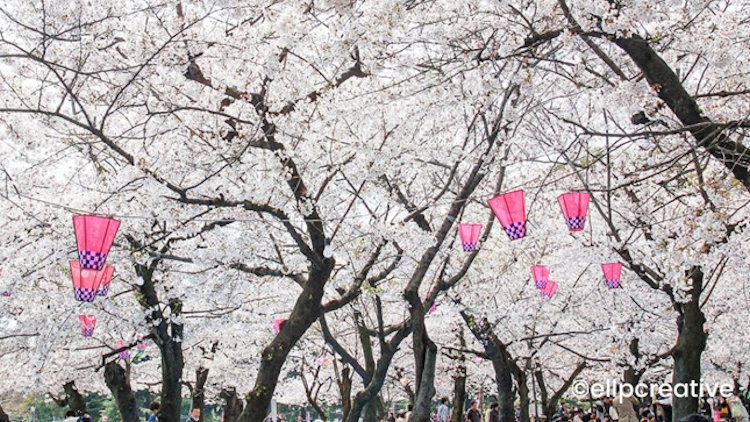 Japan Cherry Blossom travel