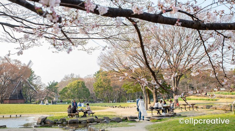 Japan Cherry Blossom travel