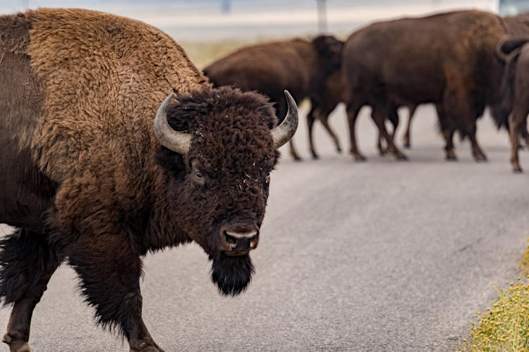 buffalo in Wyoming