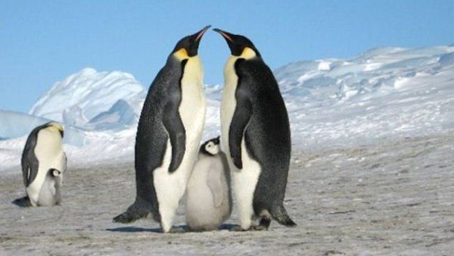 White desert penguins