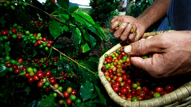 Colombia Coffee Triangle coffee bean picker