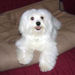 Pet_Friendly_Luxury_Hotels