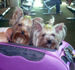 Jet Set Pet