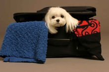 JET SET PET