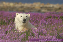 CHURCHILL WILD Canada Polar Bear Adventures